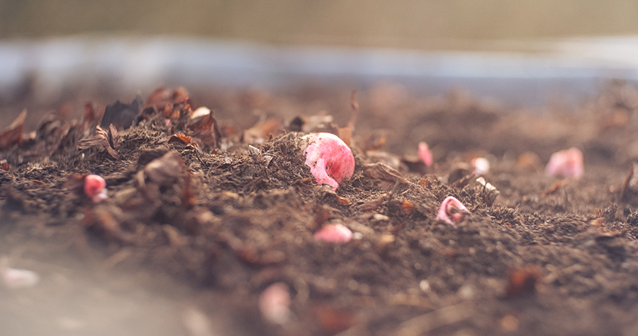 Rababer i højbed topdækket med jordforbedring