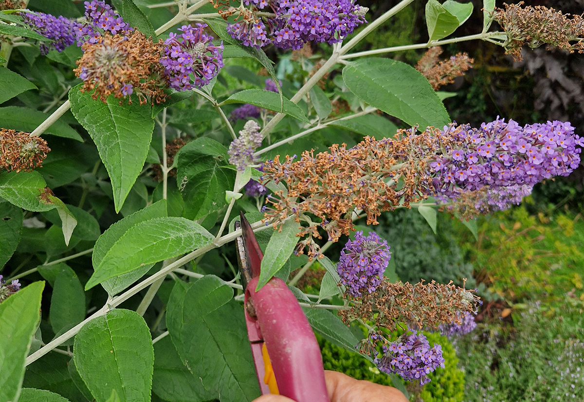 Klip visne blomster af sommerfuglebusk for at få ny blomstring